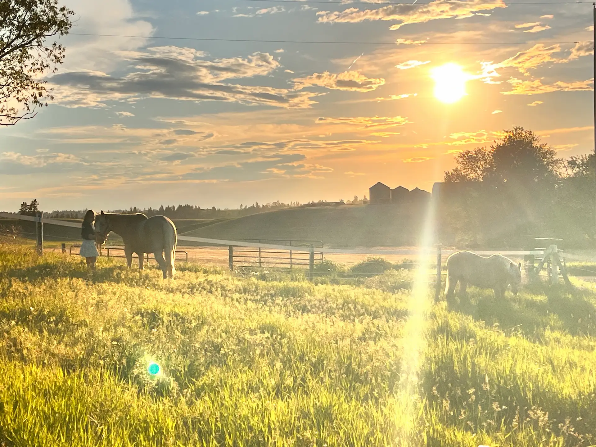 kiesling-acres-horse-boarding-valleyford-sunset