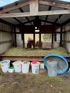 Horse eating hay inside a covered shelter with feed bins at Kiesling Acres in Valleyford, Washington.