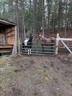 Two horses standing behind a gate in a wooded paddock at Kiesling Acres in Valleyford, Washington.