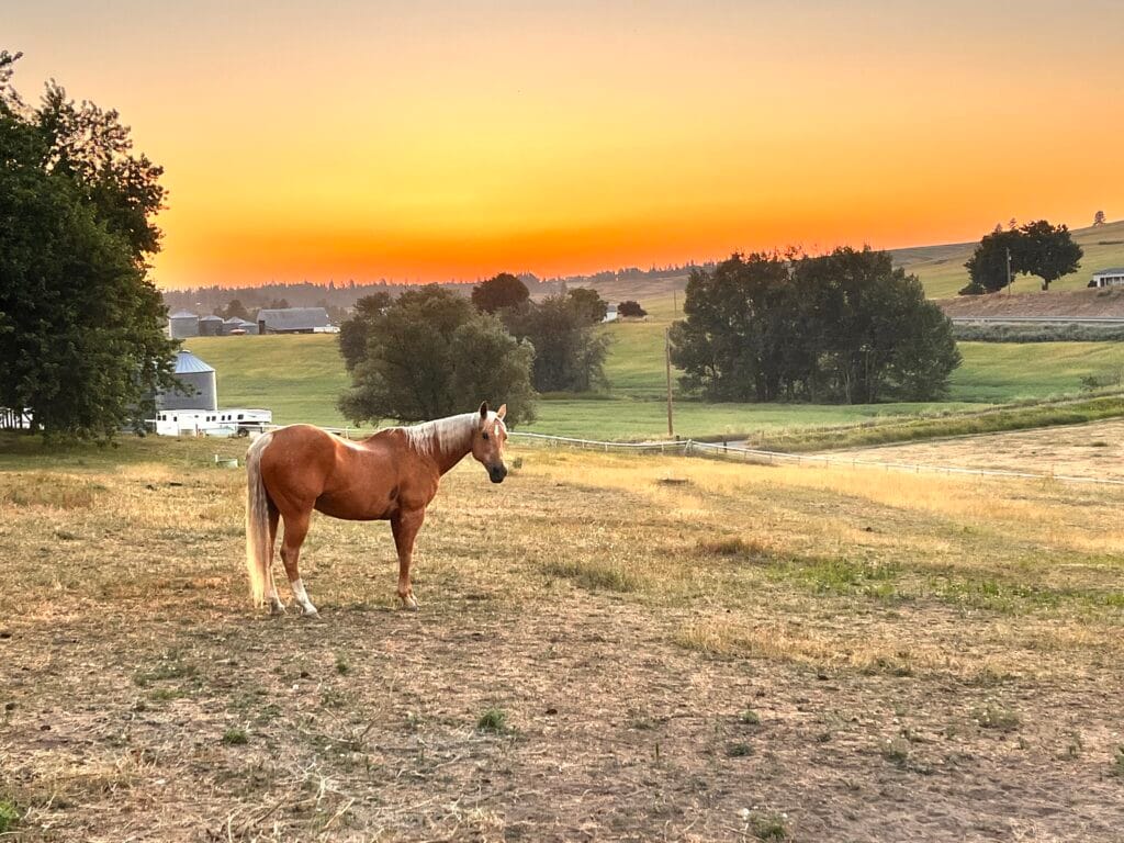 Palomino horse standing in a pasture at sunset at Kiesling Acres in Valleyford, Washington